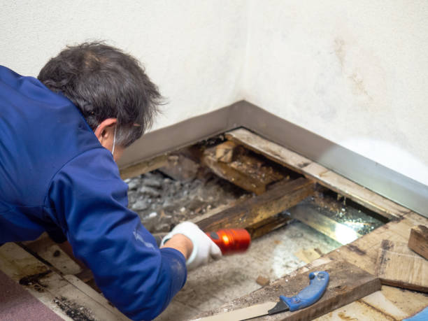 Best Mold Removal Near Me  in Comanche, TX