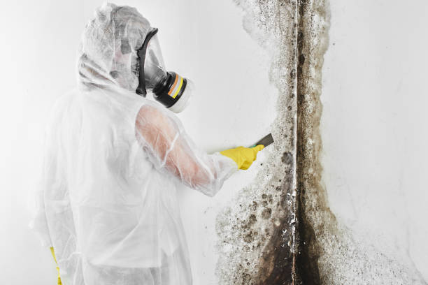Best Black Mold Removal  in Comanche, TX