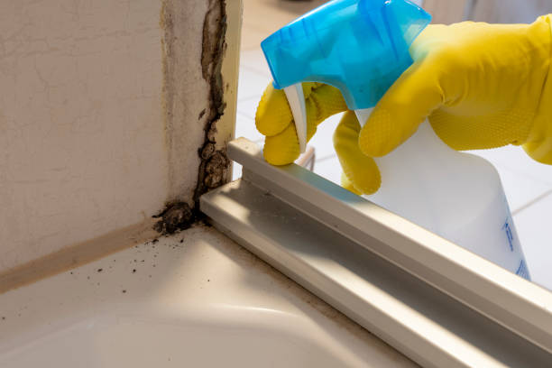 Best Mold Cleaning Services  in Comanche, TX