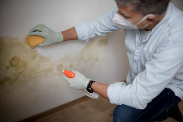 Best Commercial Mold Removal  in Comanche, TX