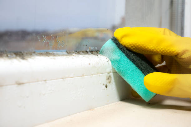 Best Mold Remediation Experts  in Comanche, TX