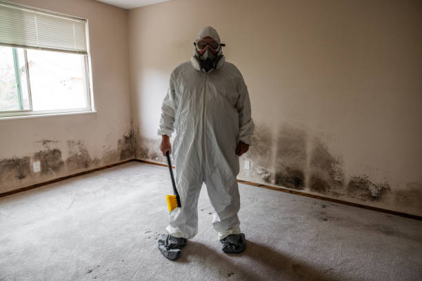Trusted Comanche, TX Mold Removal Experts