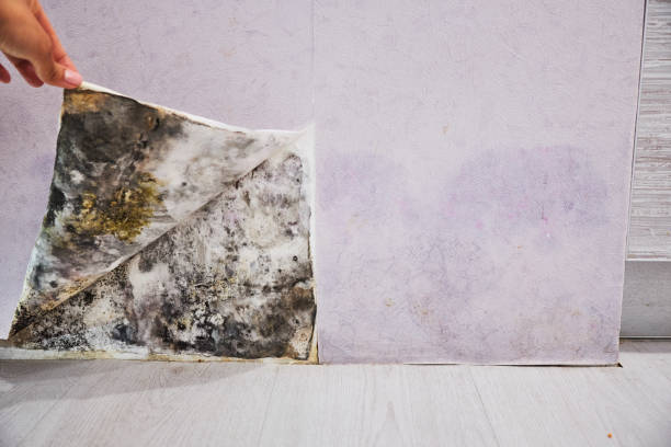 Best Attic Mold Removal  in Comanche, TX